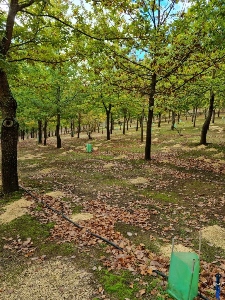 A HowTo Session on Truffle Farming Stonebarn Truffles Truffles