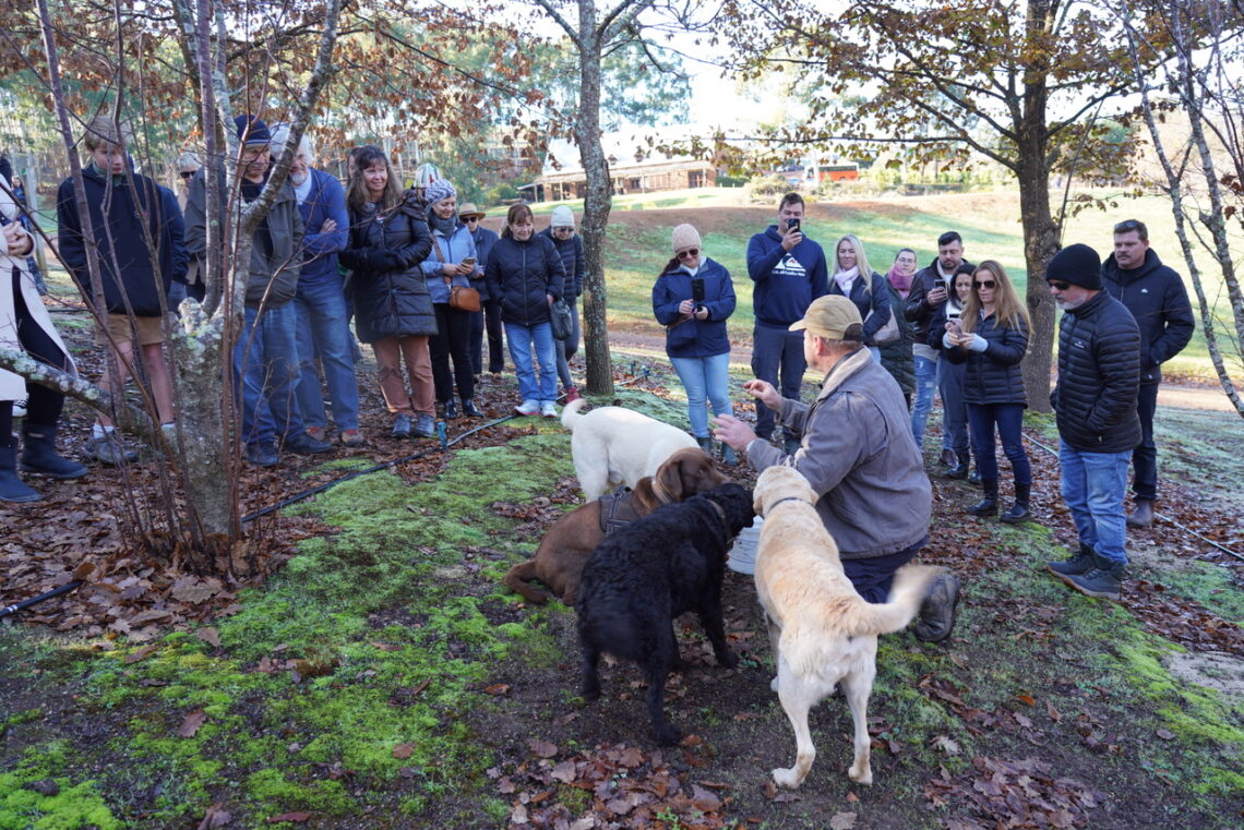 truffle cultivation