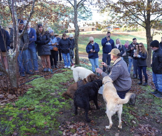 truffle cultivation